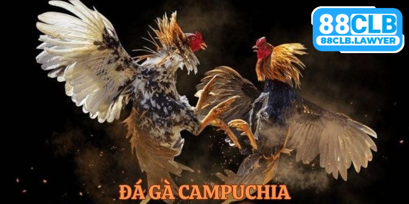 Đá Gà Campuchia - Đỉnh Cao Với Các Trận Đấu Nảy Lửa 2024