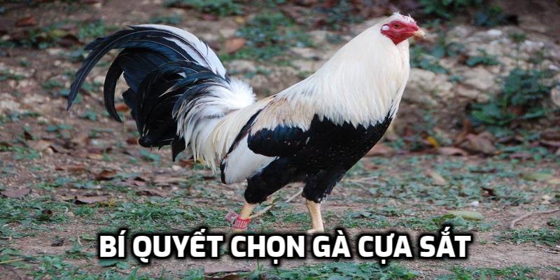 Bí quyết Bí quyết chọn gà cựa sắtchọn gà cựa sắt