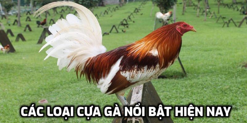 Các loại cựa gà nổi bật hiện nay